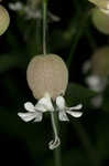 Balkan catchfly